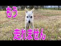 犬のランちゃんの気持ち