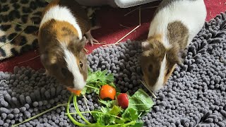 Craigslist Guinea Pigs - Update!