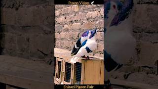 Black Chap Shirazi Pigeon Pair 😱🕊| #beautifulpigeons #fancypigeon #kabootar #kabutar #pigeon #shorts