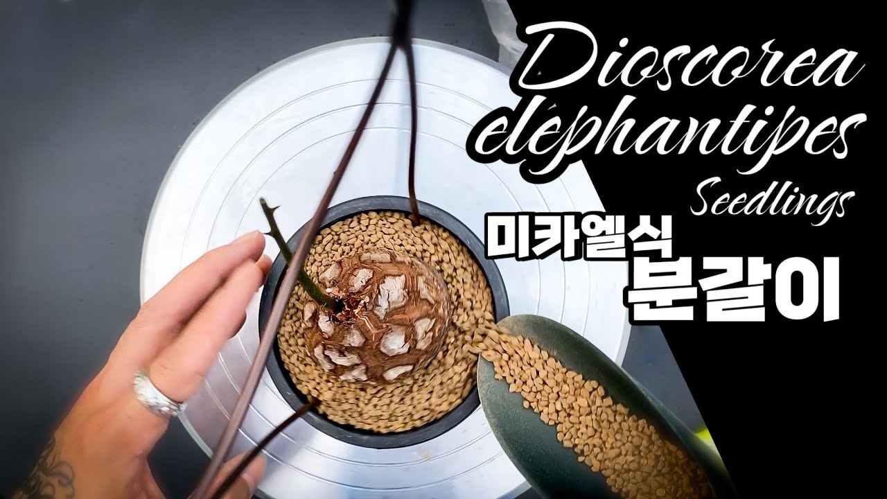 구갑룡 분갈이 DIOSCOREA ELEPHANTIPES REPOTTING 亀甲竜 植え替える方法 아프리카식물 / 괴근식물
