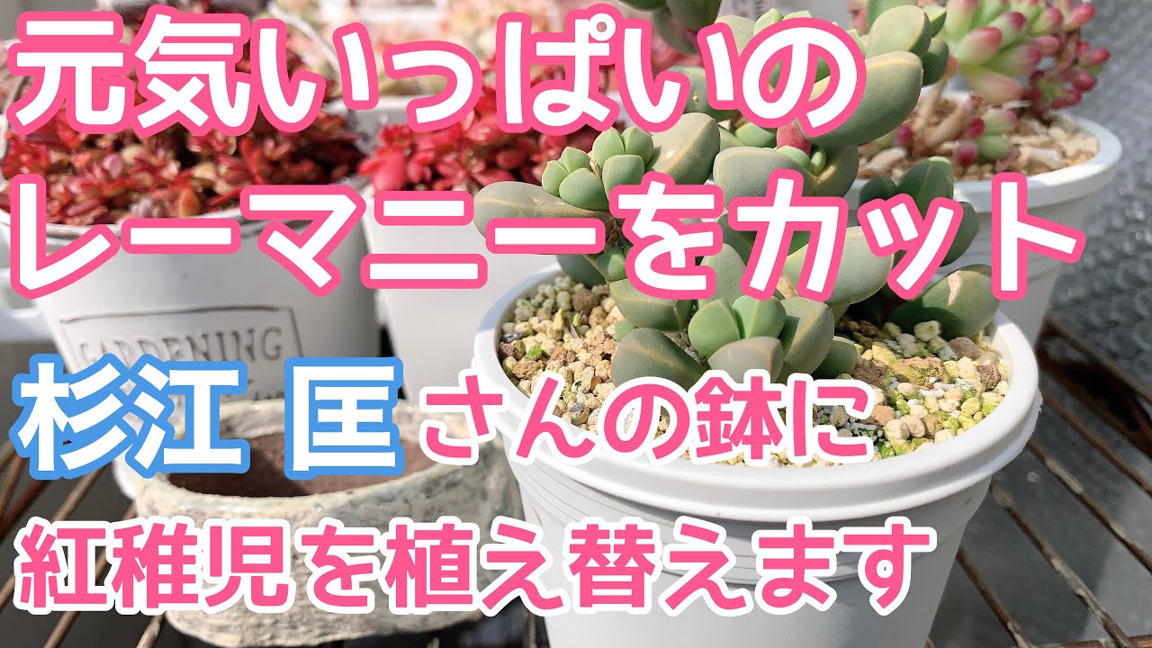 vlog179】【多肉植物】元気いっぱいのレーマニーをカット✂️杉江 匡