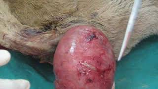 Rectal Prolapse Part 1 Prolapso Retal Prolapso Rectal مستقیمی اسقاط ग द क ब हर आ ज न 直腸脱 Youtube