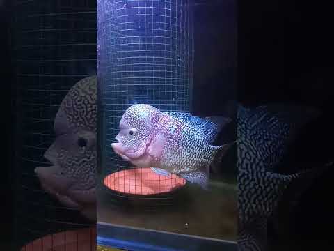 Ikan Louhan