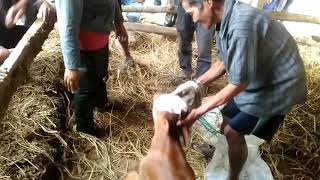 viral !!!!!! anak sapi yang mempunyai keanehan pada kepalanya kini tinggal kenangan