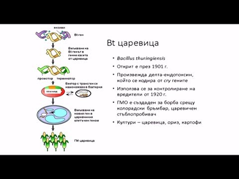 Видео: Генетично модифицирани организми в храните за домашни любимци - ГМО и храната на вашата котка