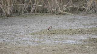 Watersnip - Gallinago Gallinago - Noordwaard - Brabantse Biesbosch