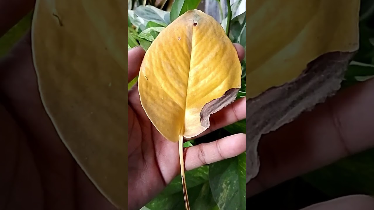 FIX: Money plant leaves turning yellow? - YouTube