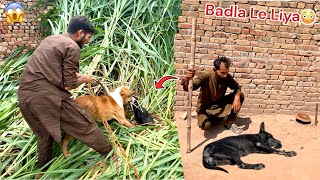 Hamza The Bully Dog Badshah Is The Street Dog Marva Diya