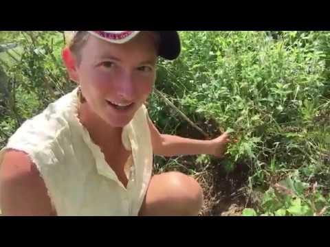 Video: Growing And Using Valerian