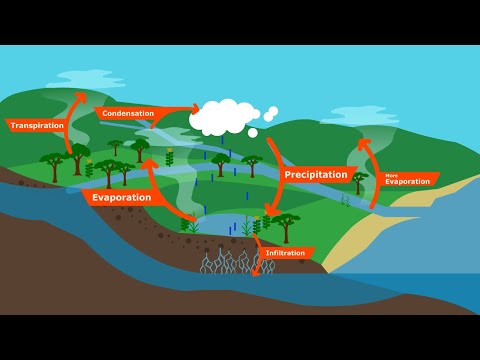 וִידֵאוֹ: האם כריתת יערות תשפיע על מחזור המים?