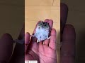 うんちょが出ても可愛いハムスターがずるいww【ててらぼペット部】