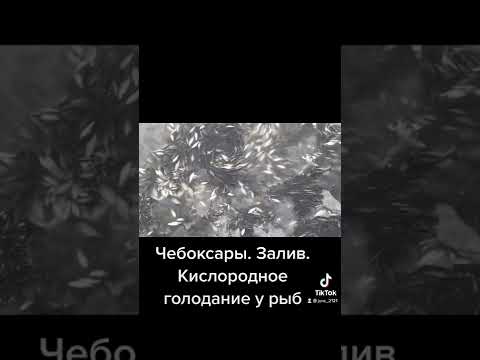 Кислородное голодание у чебоксарских рыб с Залива