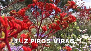 Video thumbnail of "TŰZ PIROS VIRÁG"
