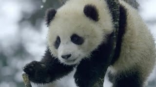 Giant pandas no longer 'endangered' species in China