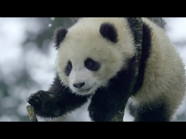 Giant Pandas Not 'Endangered' In China - Passive & Present Perfect