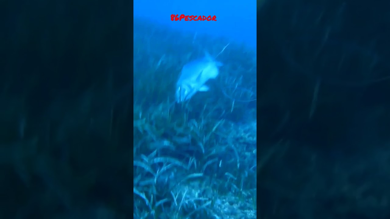 Pescasub:dentex XXL!