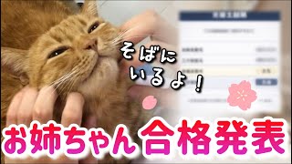 【保護猫】娘18才、合格発表。小学生の頃に出会った猫と。