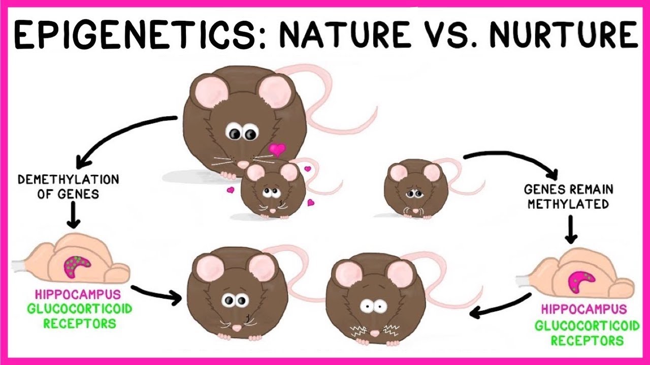 explanation of nature vs nurture