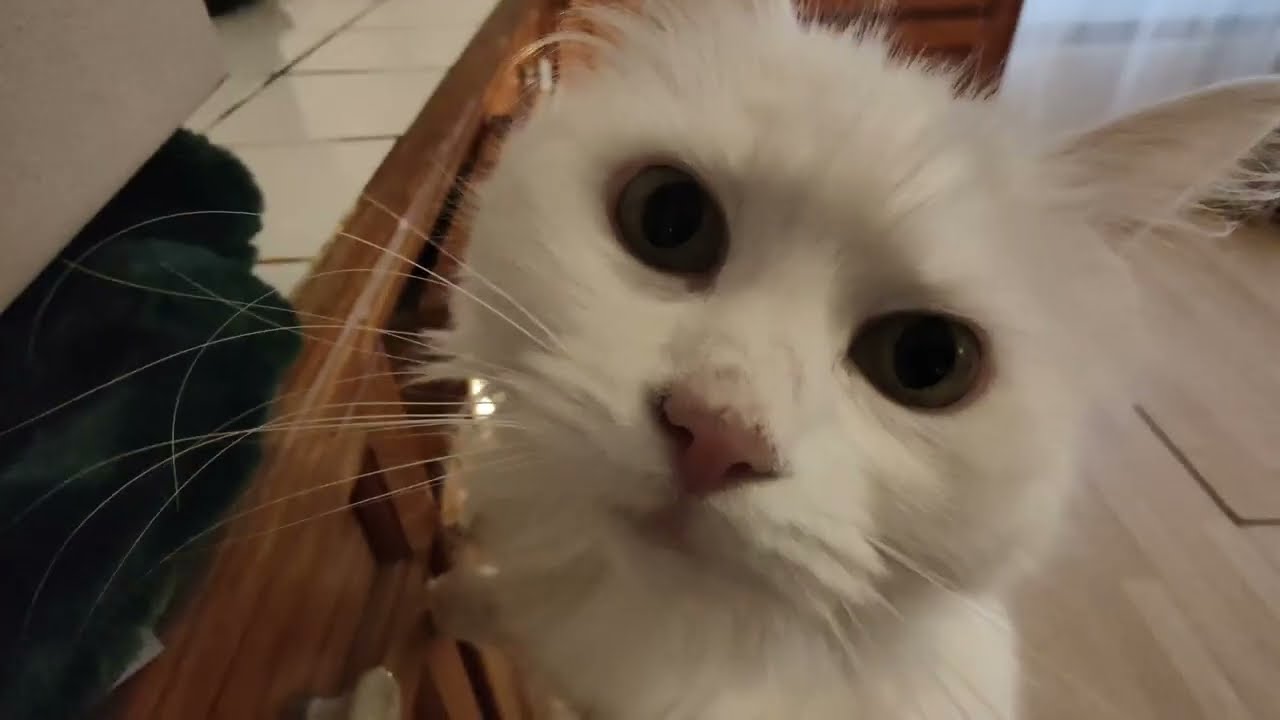 LA CHASSE AUX TRÉSORS (Hill's)