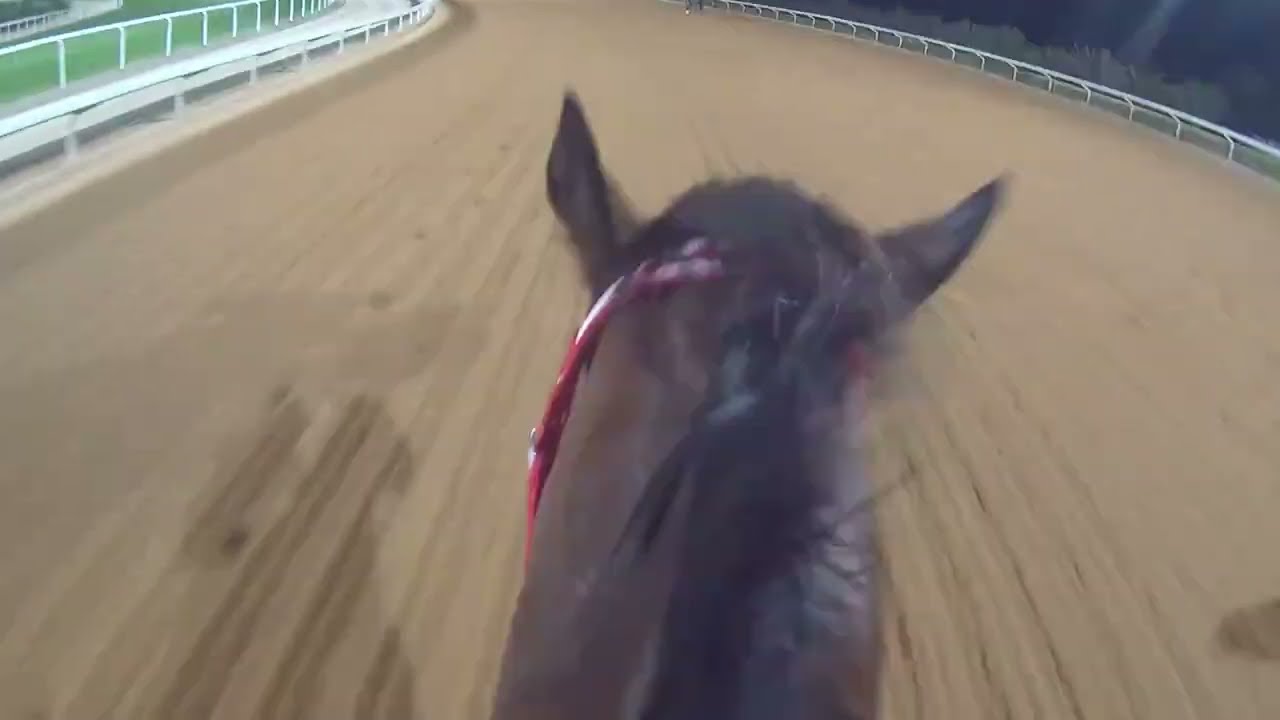 Forever Young 2025 Saudi Cup Jockey Cam