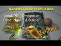 Pakan Racikan Pleci Agar Cepat Ngalas Dan Bukpar Gacor Khususnya Pleci Ombyokan Mp3 - Mp4 Download