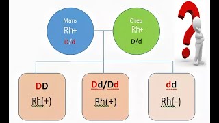 Может ли у родителей с положительным резусом быть ребёнок с отрицательным?