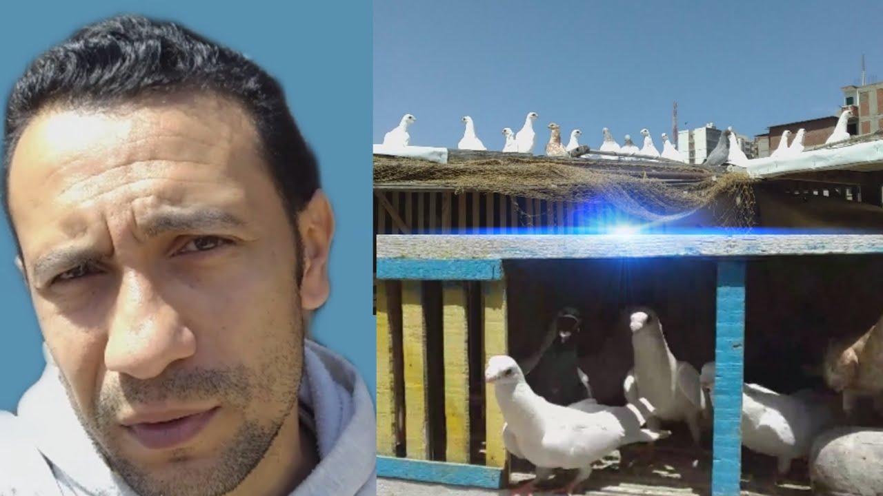 طريقة نش الزغاليل في الغيات الواطيه بين العماير واحلى كلام - الجزء الأول