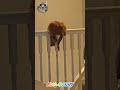Funny orange cat and tail #funnycats #2024
