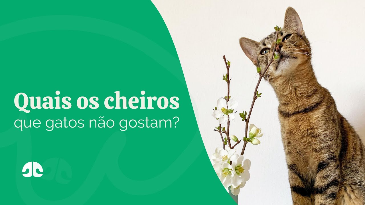 Bebederos para gatos que tiran el agua