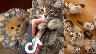 BEST CAT TIKTOKS!! #38 by ANIMAL TIKTOK 18,043 views 2 years ago 16 minutes