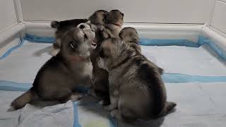 cute malamute puppies hangry for food at 4am (growling) by Maukadorable 1,098 views 3 months ago 45 seconds