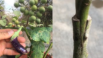 Ghép cải tạo cây cà Gai thành cây cà Tím | Grafted tree.