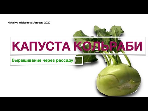 Видео: Компаньоны для кольраби: растения-компаньоны из кольраби в саду