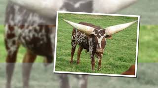 КОРОВЫ ВАТУССИ (Watusi Cattle) КОРОВЫ ВАТУССИ (Watusi Cattle)