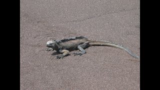 Animals on Marchena Island, Galapagos Day 5