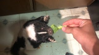 Feeding my Pet Skunk! Skunk Food