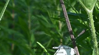 CABBAGE WHITE Pieris rapae  flying