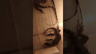 Tes Makan Cicak Buat Salvator