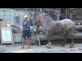 Caii lui Nea' Costel de la Cluj - Achizitie noua !!! ep. 50