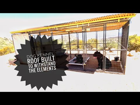 Videó: Hogyan kell tetőn egy kutya toll