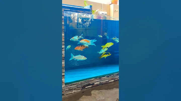 Afternoon chill time with my Japanese koi #koipond #koipondbuild #koiponddesign #glasspond