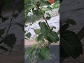 사과 크고있습니다~^-^