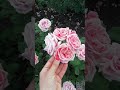 Стефан Роуз