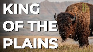 How to Not Get Killed by a Bison
The National Park Service of Yellowstone Park says more people have been injured by bison than any other animal—not bears, which is the animal many of us are most concerned with preparing a defense against. Is the guidance transferable from bear to bison, though? The answer is sometimes yes, and sometimes no. Here’s what you need to know if you’re visiting a national park this summer and don’t want to become the latest victim of a bison attack.
#bison #nationalparks #safety
Dont forget to subscribe to our YouTube channel.
Follow us around the web, too: https://lifehacker.com/don-t-react-to-a-bison-the-way-you-would-a-bear-1849129502
Our home: http://www.lifehacker.com
Facebook: https://www.facebook.com/lifehacker
Twitter: https://twitter.com/lifehacker
Instagram: https://www.instagram.com/lifehackerdotcom How to Not Get Killed by a Bison