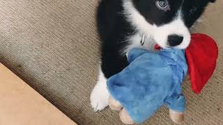 Toy Play with Munchkin The Border Collie Pup