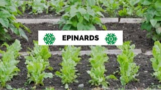 ÉPINARDS : comment les semer cultiver récolter et conserver