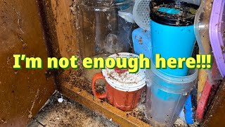 I can't handle this bad infestation #cleaningvlog #cockroach #infested