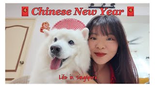 Life in SG 🌼 SHOT ON DJI OSMO POCKET 3 (First timer!) Celebrate CNY & Valentine’s Day with me! ☺️ by Munzpewpew 124 views 2 months ago 13 minutes, 33 seconds