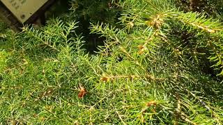 Picea omorika 'Treblitzch' smrk Pančičův   čarověník