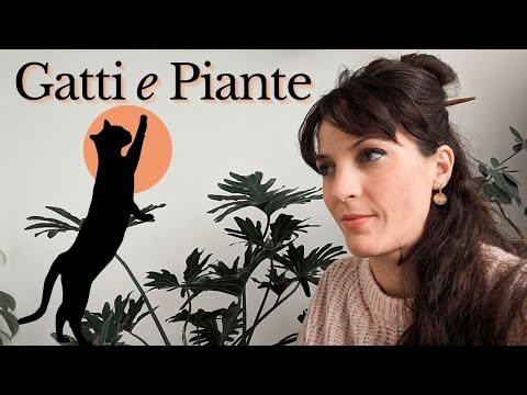 Video: Salvaguardare le piante dai gatti - Come tenere i gatti fuori dalle piante d'appartamento
